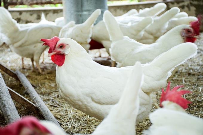 HALIPAR Adere à iniciativa Cage-free